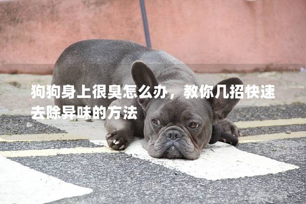狗狗身上很臭怎么办，教你几招快速去除异味的方法