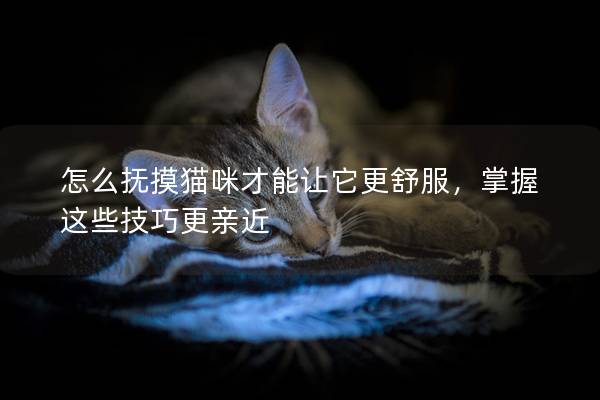 怎么抚摸猫咪才能让它更舒服，掌握这些技巧更亲近