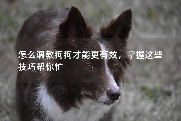 怎么调教狗狗才能更有效，掌握这些技巧帮你忙