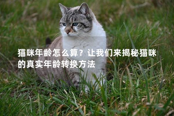 猫咪年龄怎么算？让我们来揭秘猫咪的真实年龄转换方法