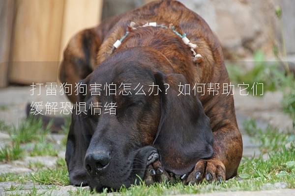 打雷狗狗害怕怎么办？如何帮助它们缓解恐惧情绪