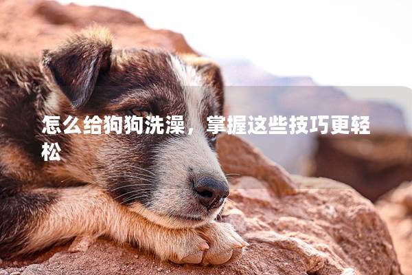 怎么给狗狗洗澡，掌握这些技巧更轻松