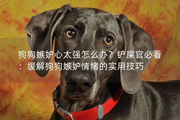 狗狗嫉妒心太强怎么办？铲屎官必看：缓解狗狗嫉妒情绪的实用技巧