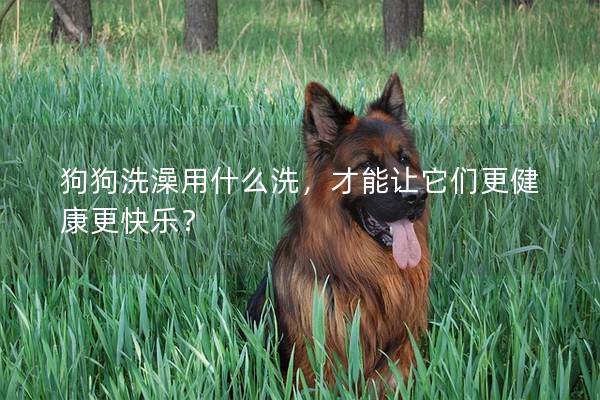 狗狗洗澡用什么洗，才能让它们更健康更快乐？