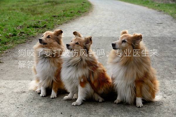 狗咬了要打破伤风针吗，专业医生来解答