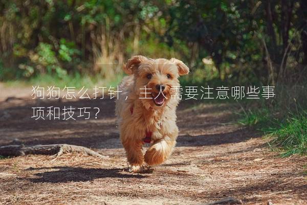 狗狗怎么打针，主人需要注意哪些事项和技巧？