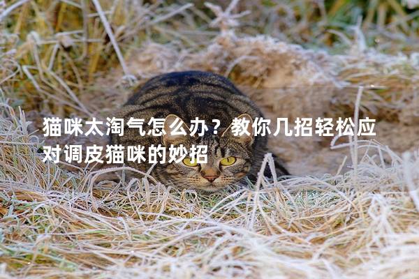 猫咪太淘气怎么办？教你几招轻松应对调皮猫咪的妙招