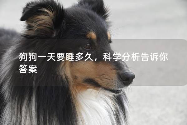 狗狗一天要睡多久，科学分析告诉你答案