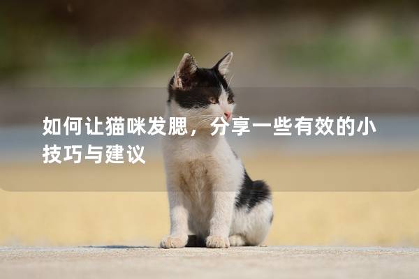 如何让猫咪发腮，分享一些有效的小技巧与建议