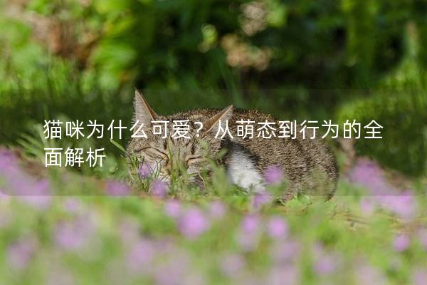 猫咪为什么可爱？从萌态到行为的全面解析