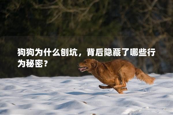 狗狗为什么刨坑，背后隐藏了哪些行为秘密？