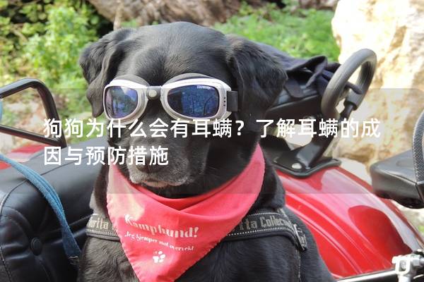 狗狗为什么会有耳螨？了解耳螨的成因与预防措施