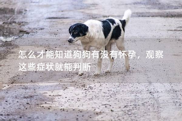 怎么才能知道狗狗有没有怀孕，观察这些症状就能判断