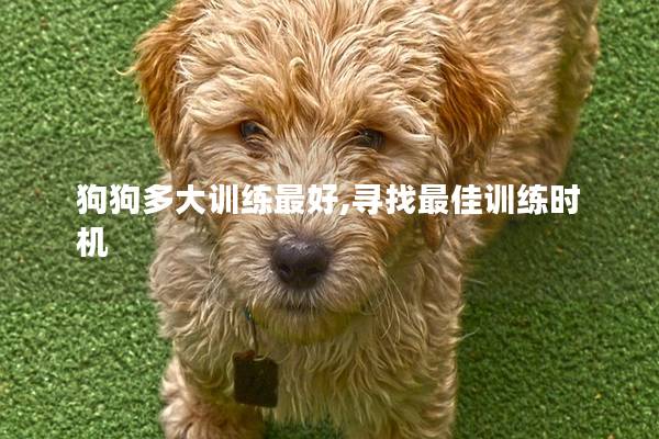 狗狗多大训练最好,寻找最佳训练时机