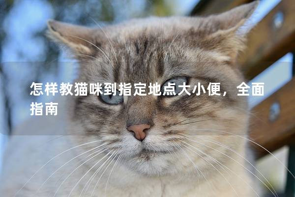 怎样教猫咪到指定地点大小便，全面指南