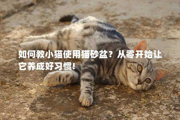 如何教小猫使用猫砂盆？从零开始让它养成好习惯!