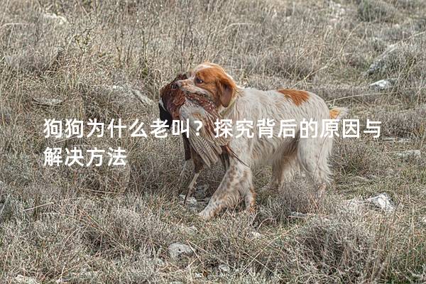 狗狗为什么老叫？探究背后的原因与解决方法