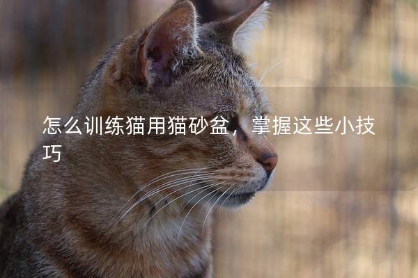 怎么训练猫用猫砂盆，掌握这些小技巧