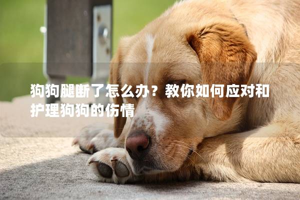 狗狗腿断了怎么办？教你如何应对和护理狗狗的伤情