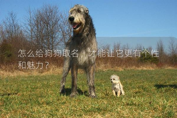 怎么给狗狗取名，才能让它更有个性和魅力？