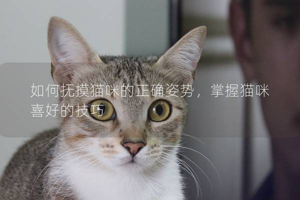 如何抚摸猫咪的正确姿势，掌握猫咪喜好的技巧