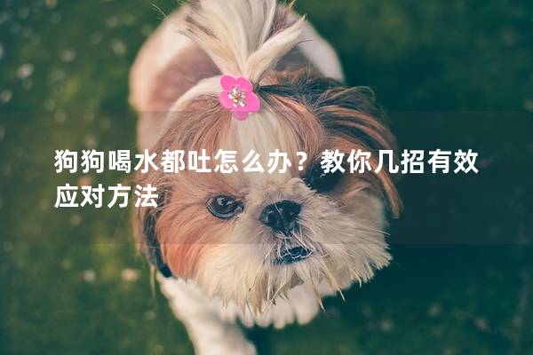 狗狗喝水都吐怎么办？教你几招有效应对方法