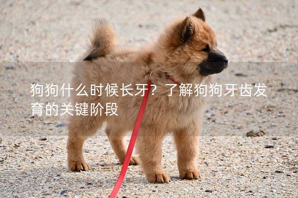 狗狗什么时候长牙？了解狗狗牙齿发育的关键阶段