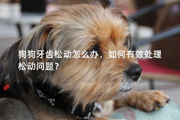 狗狗牙齿松动怎么办，如何有效处理松动问题？