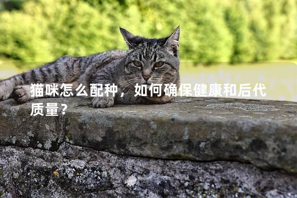 猫咪怎么配种，如何确保健康和后代质量？
