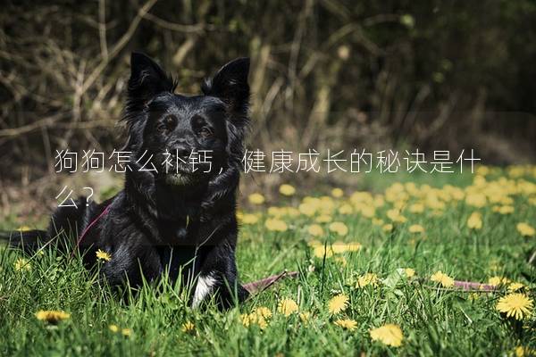 狗狗怎么补钙，健康成长的秘诀是什么？