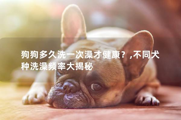 狗狗多久洗一次澡才健康？,不同犬种洗澡频率大揭秘