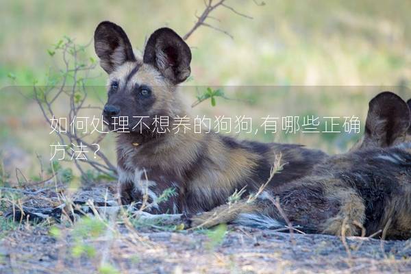 如何处理不想养的狗狗,有哪些正确方法？