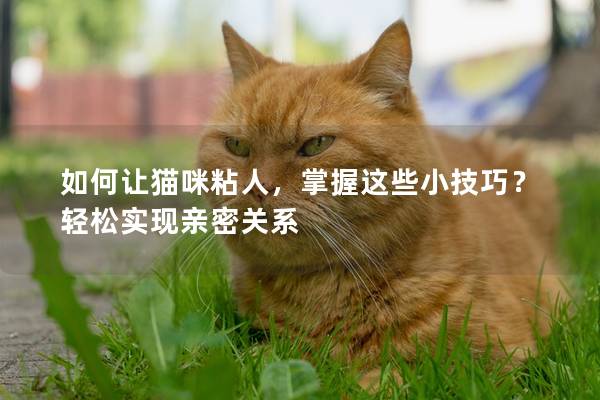 如何让猫咪粘人，掌握这些小技巧？轻松实现亲密关系