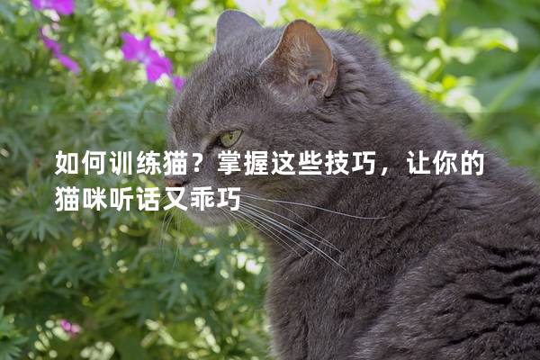 如何训练猫？掌握这些技巧，让你的猫咪听话又乖巧