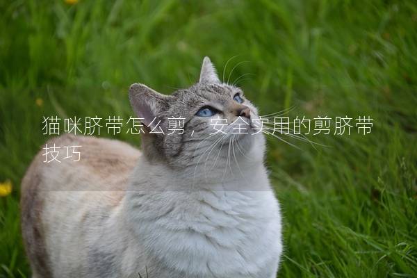 猫咪脐带怎么剪，安全实用的剪脐带技巧