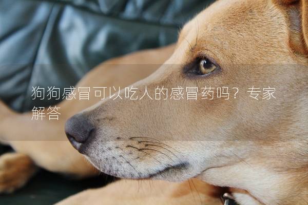 狗狗感冒可以吃人的感冒药吗？专家解答