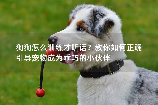 狗狗怎么训练才听话？教你如何正确引导宠物成为乖巧的小伙伴