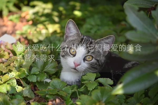猫咪爱吃什么？揭秘它们最爱的美食与营养需求