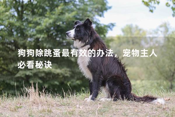 狗狗除跳蚤最有效的办法，宠物主人必看秘诀