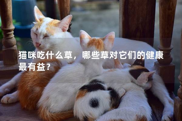 猫咪吃什么草，哪些草对它们的健康最有益？