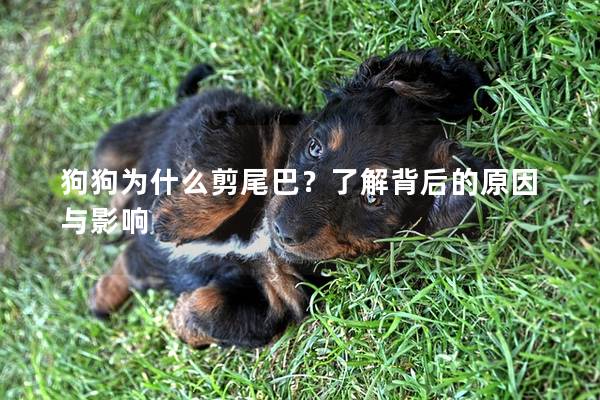 狗狗为什么剪尾巴？了解背后的原因与影响