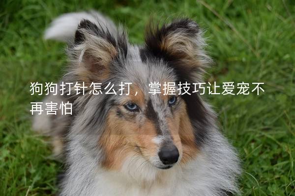 狗狗打针怎么打，掌握技巧让爱宠不再害怕