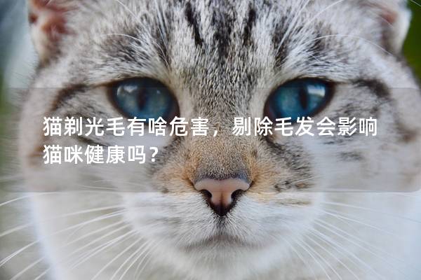 猫剃光毛有啥危害，剔除毛发会影响猫咪健康吗？