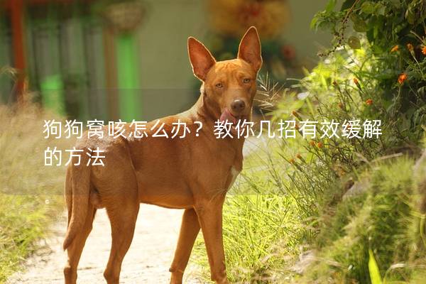 狗狗窝咳怎么办？教你几招有效缓解的方法
