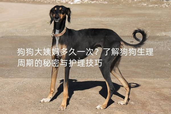 狗狗大姨妈多久一次？了解狗狗生理周期的秘密与护理技巧