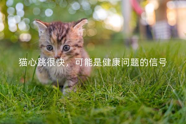 猫心跳很快，可能是健康问题的信号
