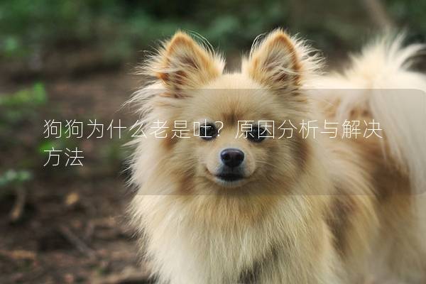 狗狗为什么老是吐？原因分析与解决方法