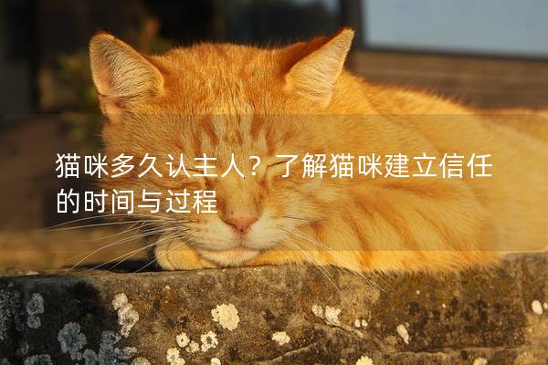 猫咪多久认主人？了解猫咪建立信任的时间与过程