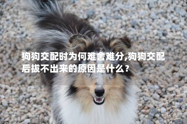 狗狗交配时为何难舍难分,狗狗交配后拔不出来的原因是什么？