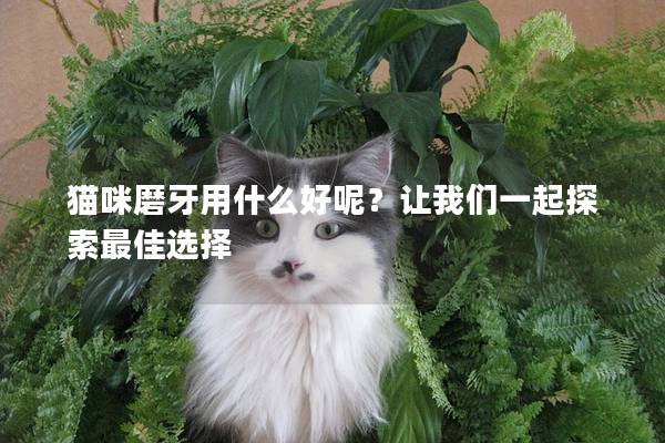 猫咪磨牙用什么好呢？让我们一起探索最佳选择